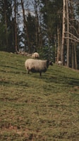 A sheep with dark face and thick wool stands on a grassy hillside. In the background, several other sheep graze among tall, slender trees. The scene suggests a peaceful, rural setting.