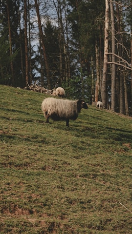 A sheep with dark face and thick wool stands on a grassy hillside. In the background, several other sheep graze among tall, slender trees. The scene suggests a peaceful, rural setting.