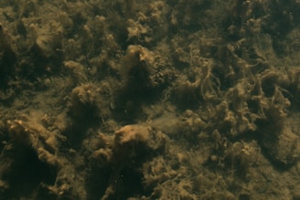 Underwater scene featuring an array of brown algae or marine plants covering the seabed. The textures are rich and diverse, with numerous branching patterns and clumps. The scene is dimly lit, suggesting a deep or murky water location.
