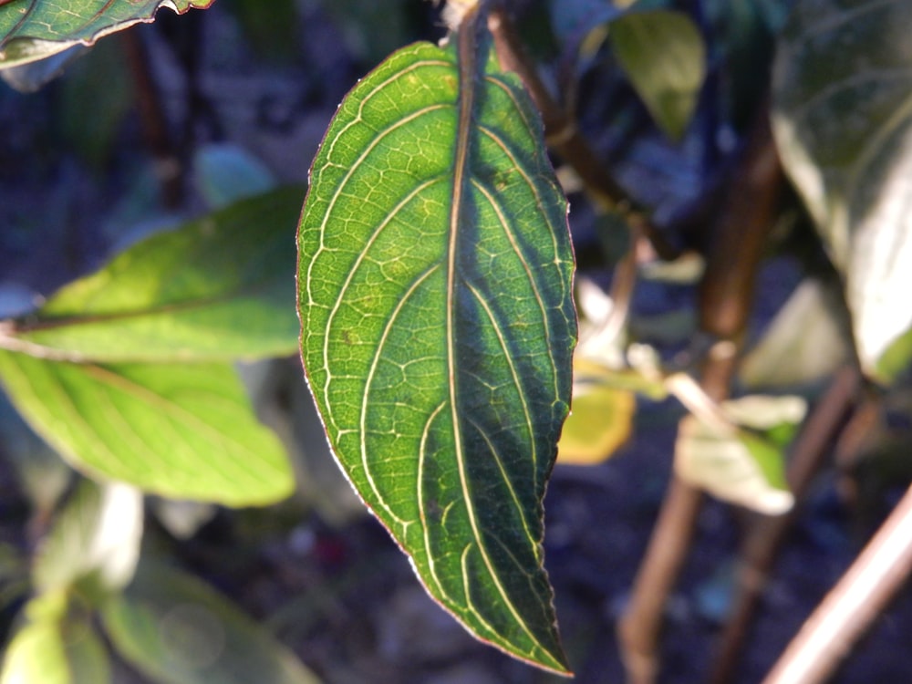 a close up of a green leaf on a tree