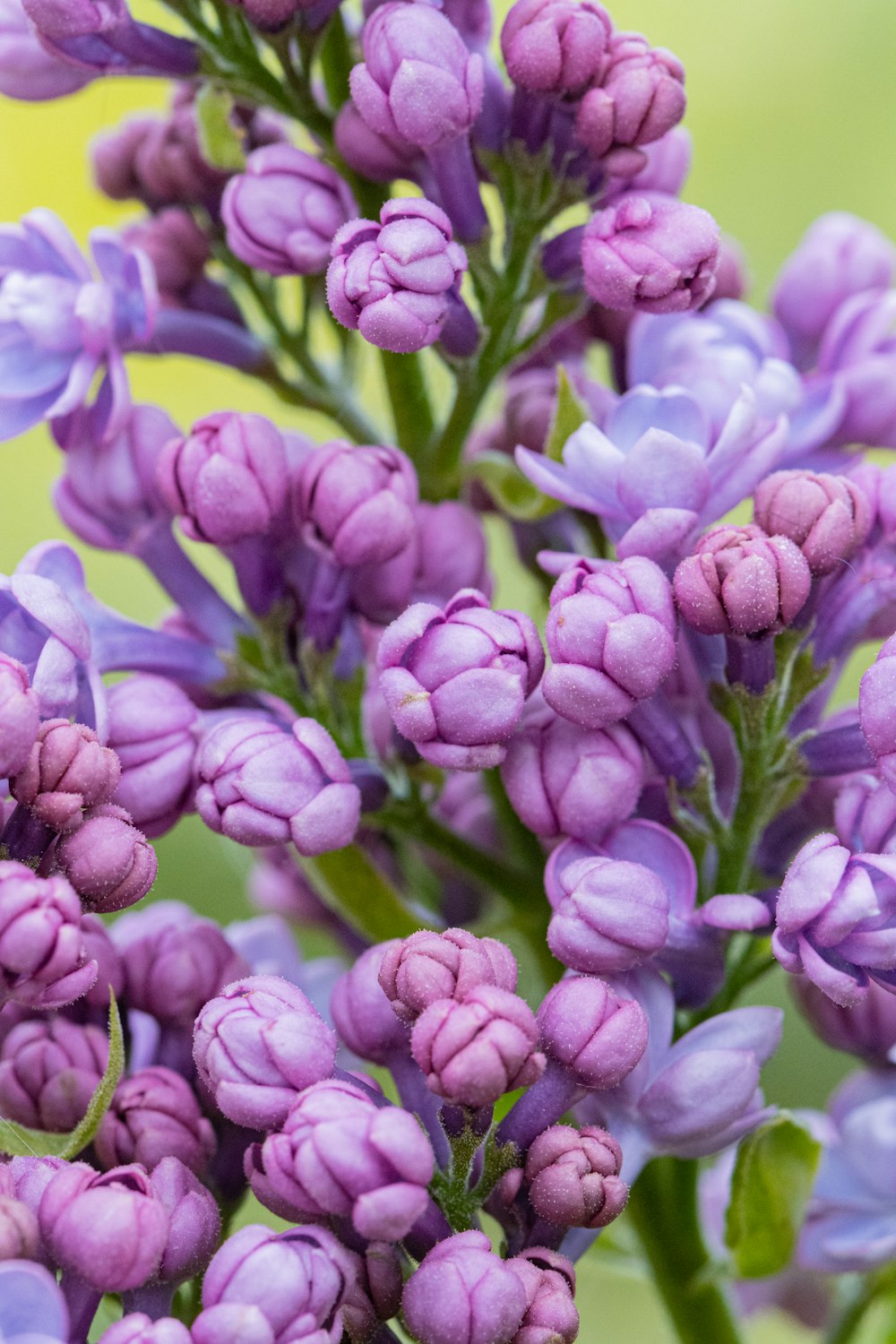 a bunch of purple flowers with green leaves