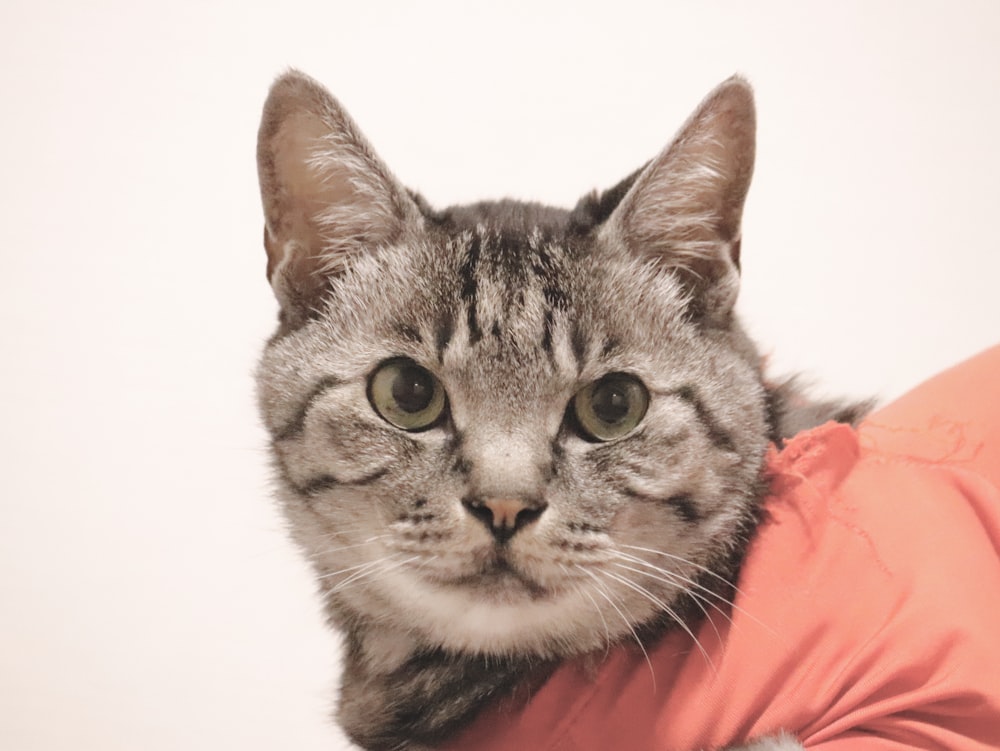 a cat that is laying down on a pillow