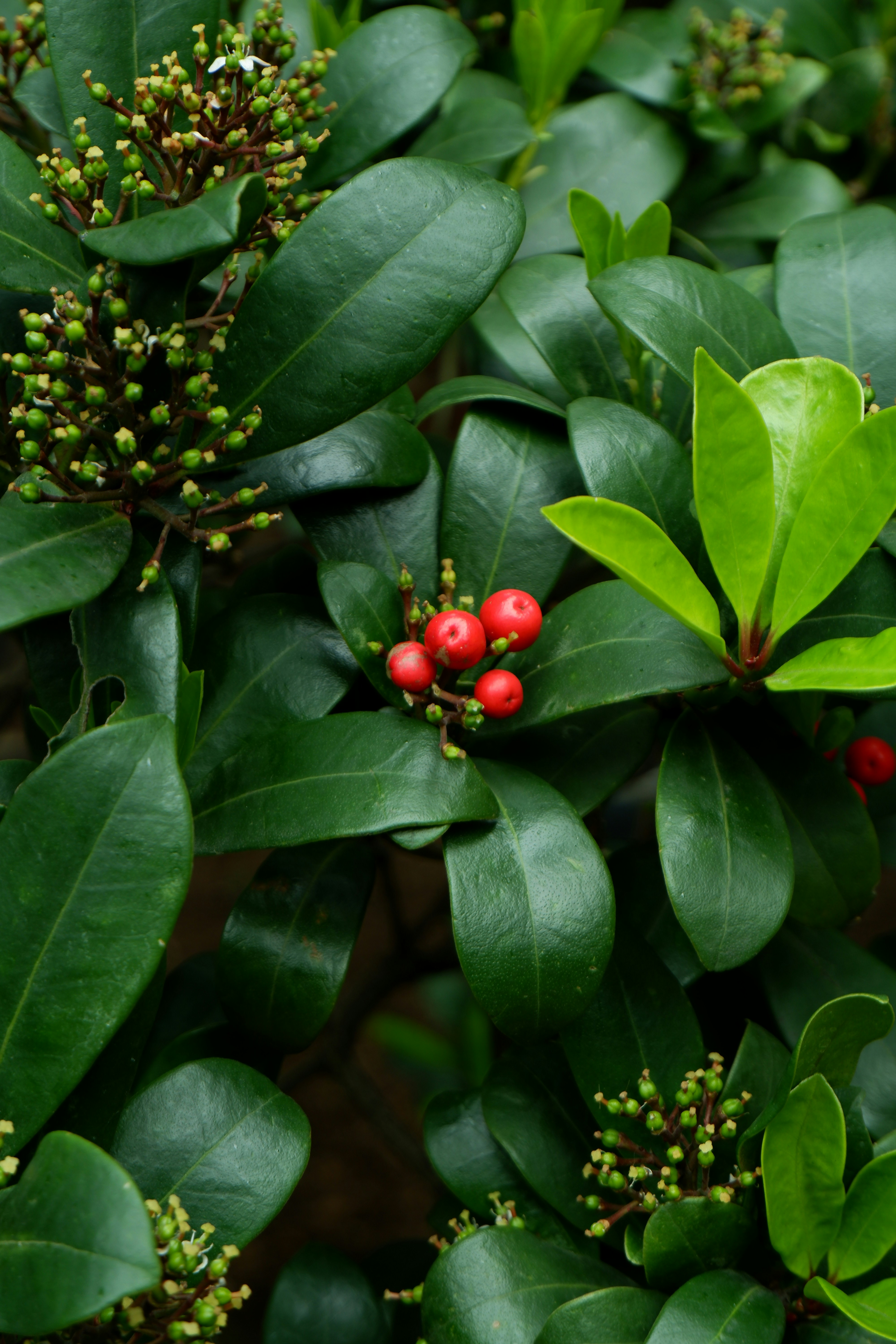 a bush with red berries and green leaves