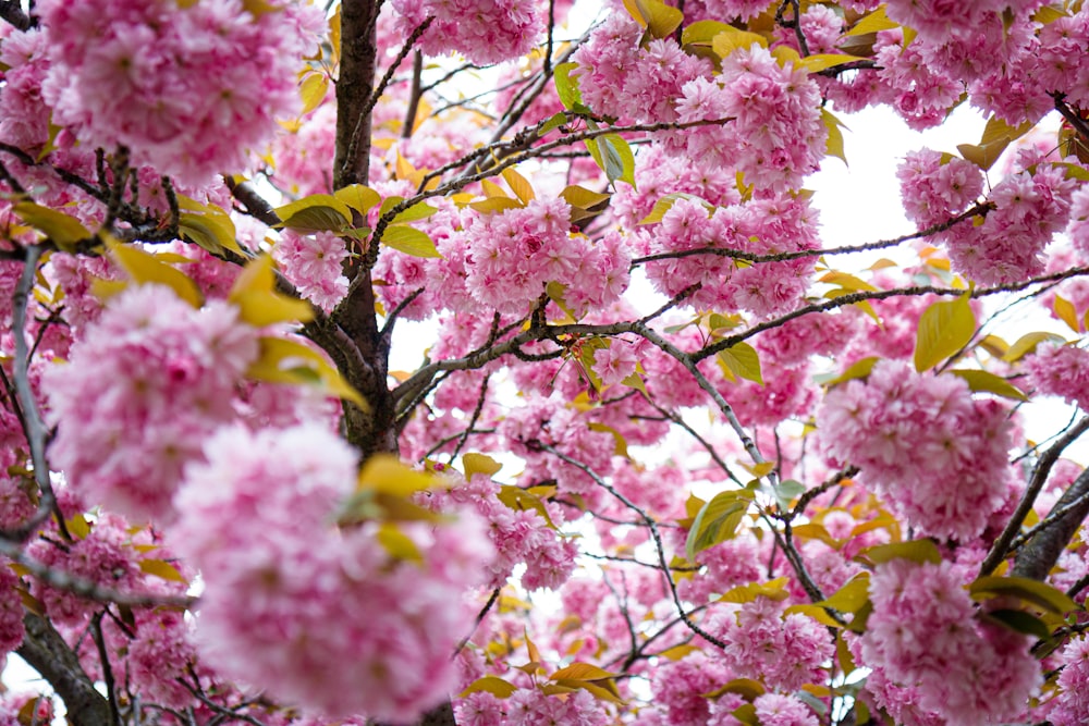 a tree with lots of pink flowers on it