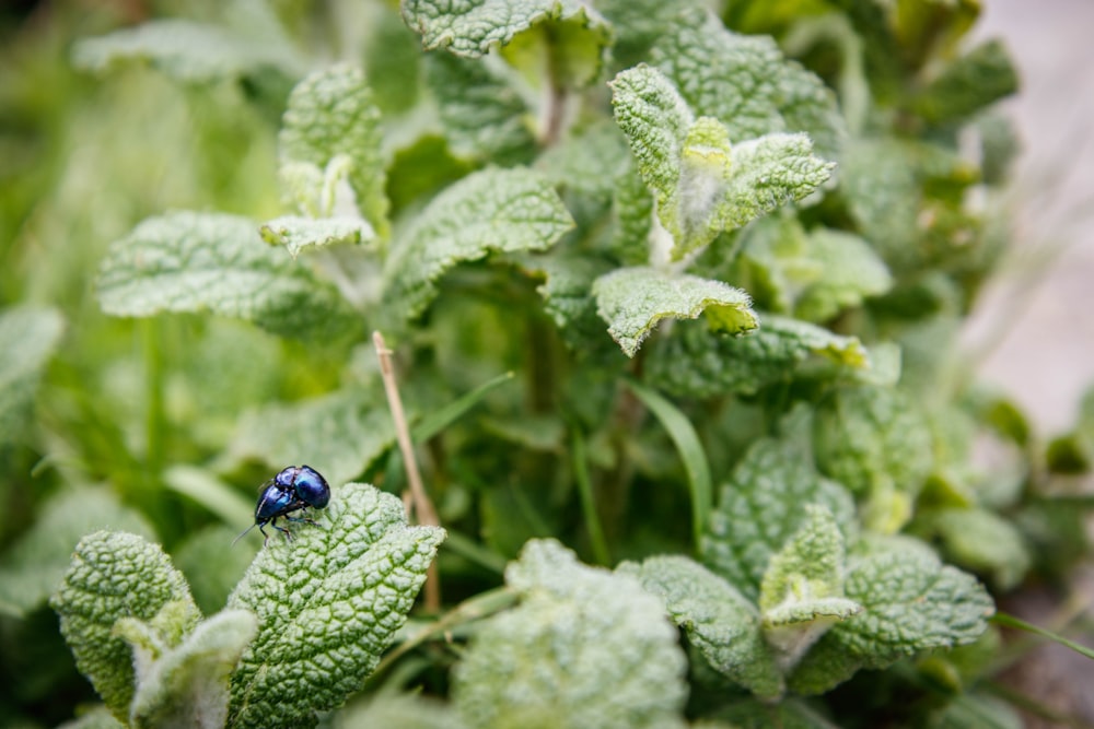 a blue bug sitting on top of a green plant