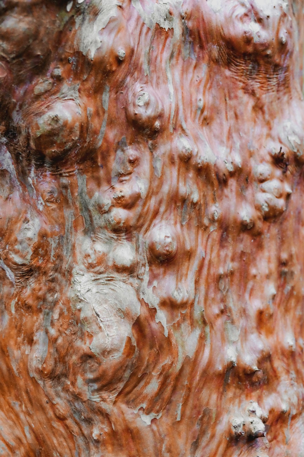 un primo piano di un tronco d'albero che mostra la corteccia