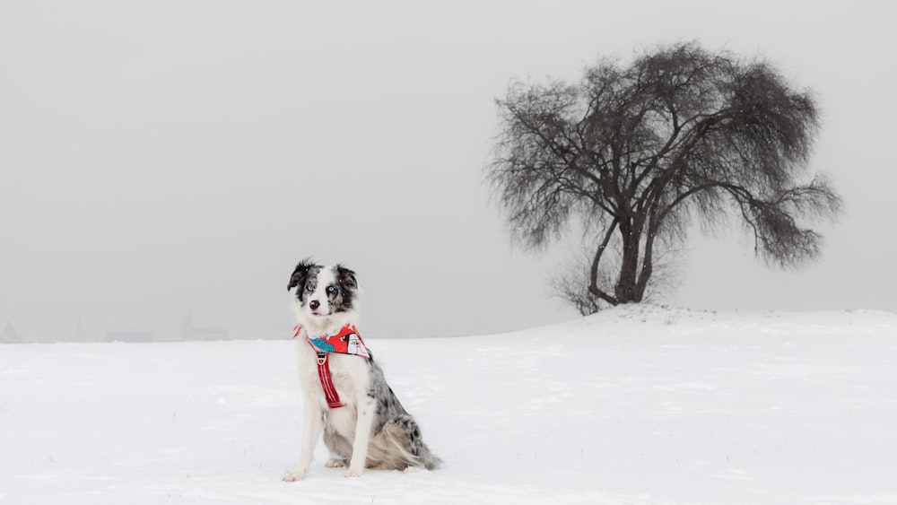 a black and white dog sitting in the snow