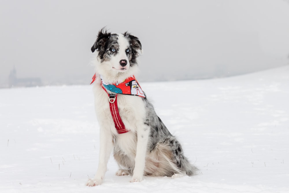 a black and white dog sitting in the snow