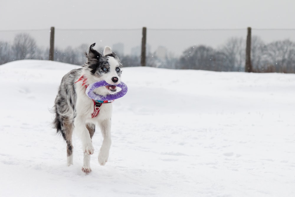 Un cane che corre nella neve con un frisbee in bocca