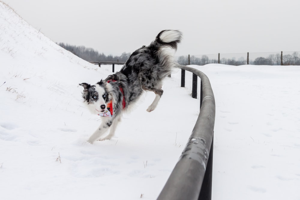 Un chien noir et blanc sautant par-dessus un rail dans la neige