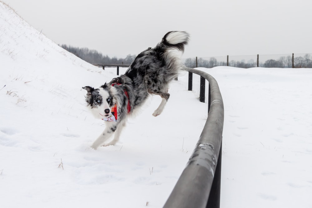 a black and white dog jumping over a rail in the snow