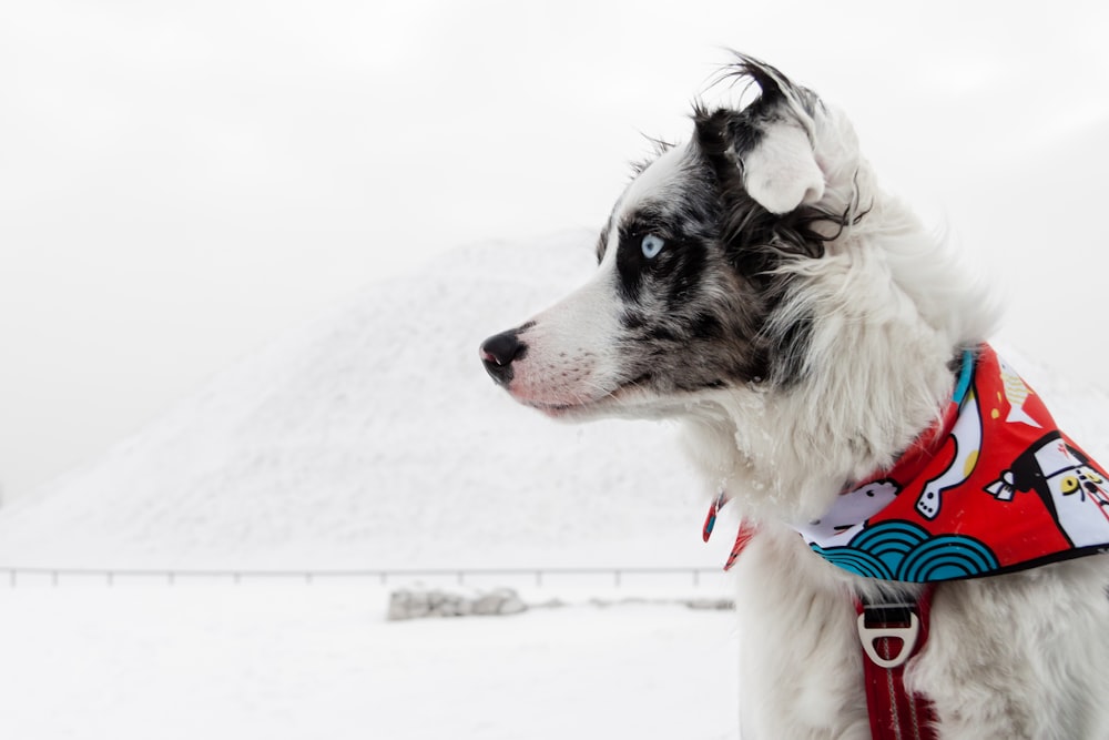 Un cane bianco e nero che indossa una bandana rossa