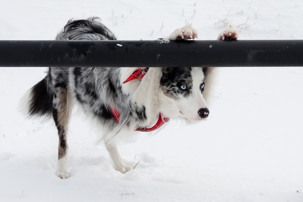 a black and white dog with a red collar standing in the snow