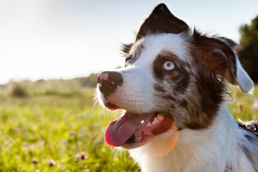 a close up of a dog in a field of grass