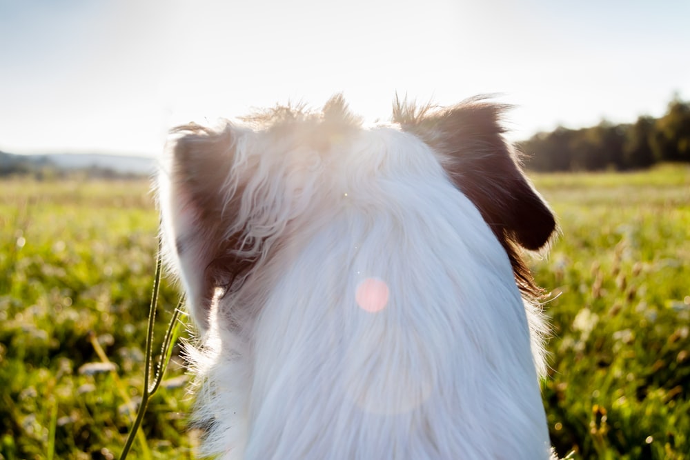 a close up of a dog in a field of grass