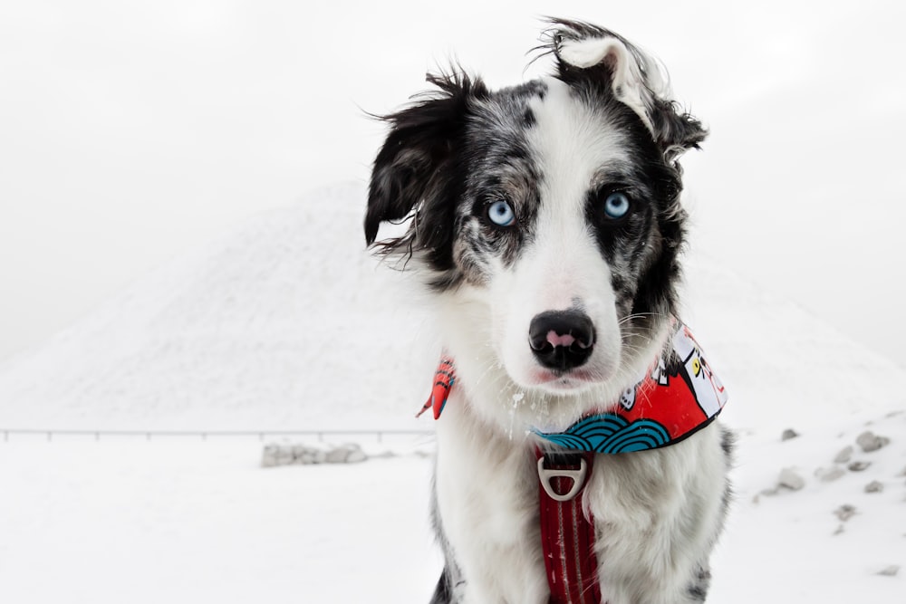 a black and white dog with a red collar in the snow