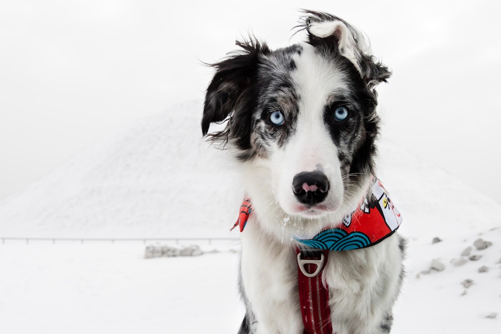 Un cane bianco e nero con un collare rosso nella neve