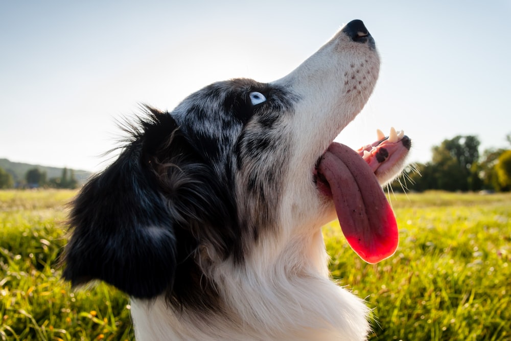 a black and white dog yawns in a field