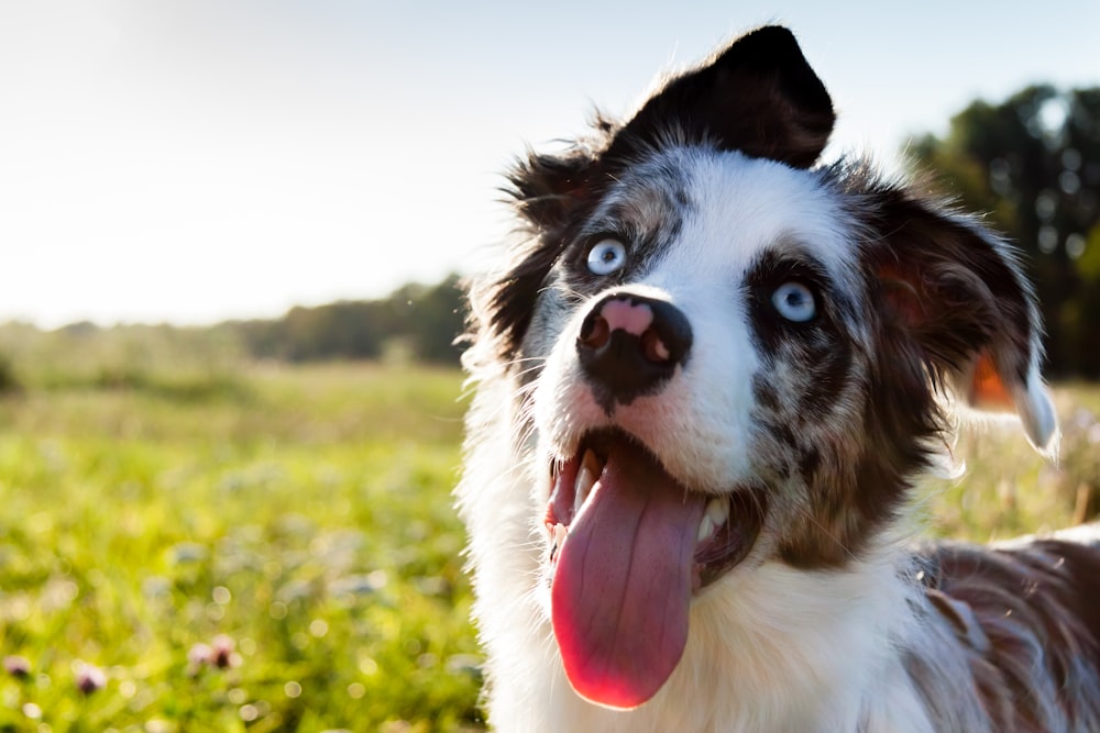 Un primer plano de un perro con la lengua fuera