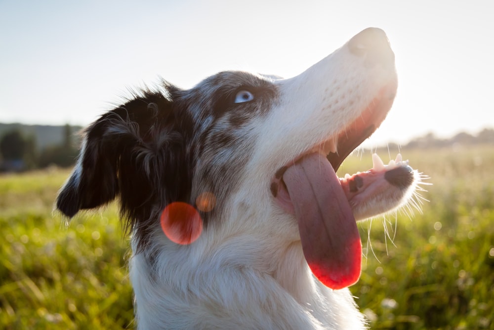 a close up of a dog with its tongue out