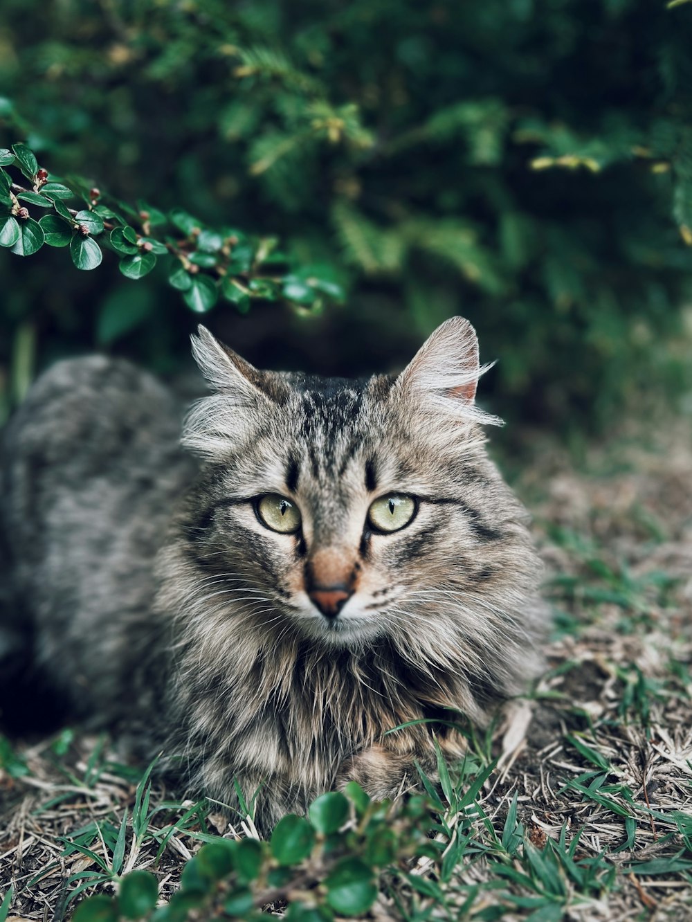 a cat sitting in the grass near a bush