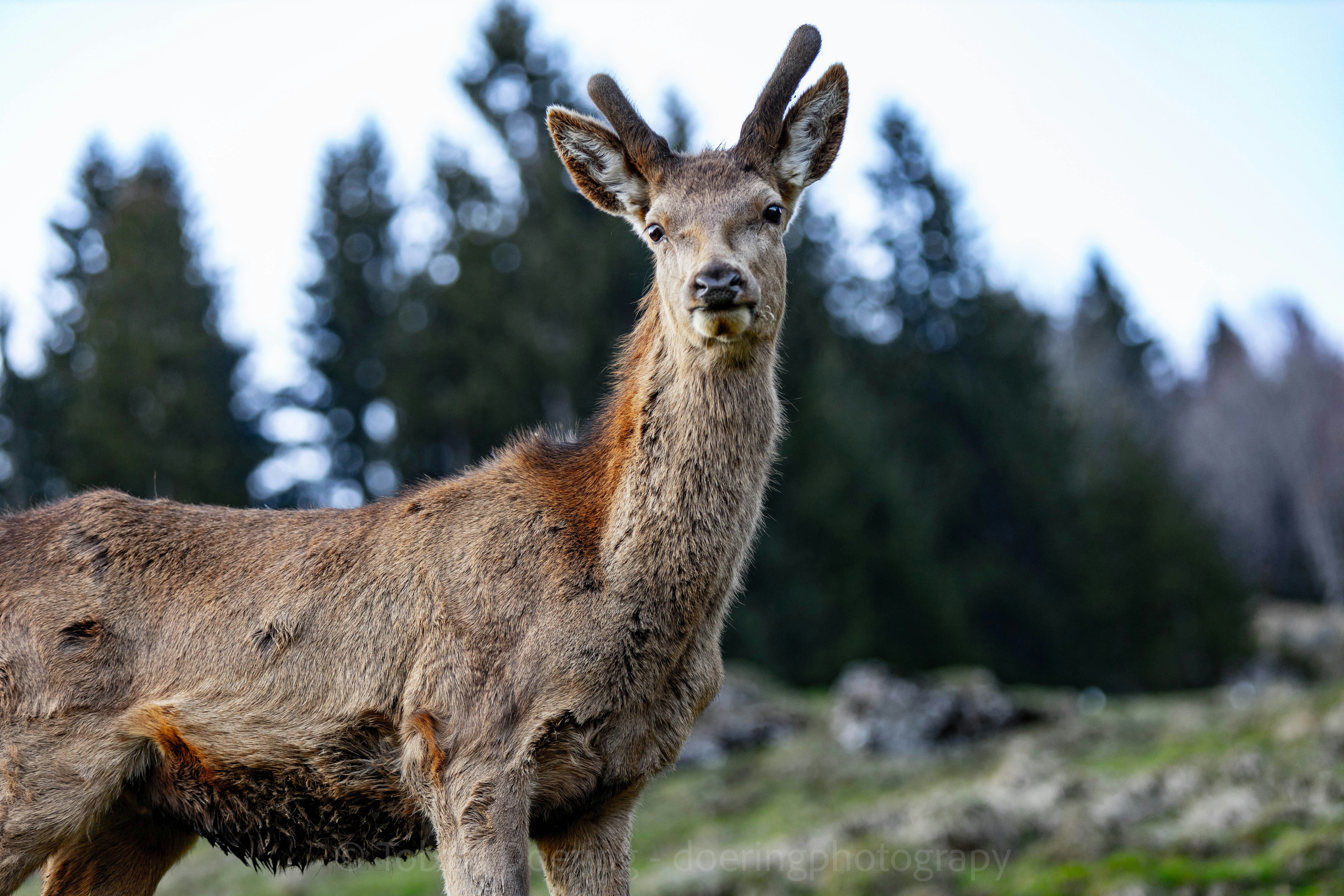 Photo by doeringphotograpy