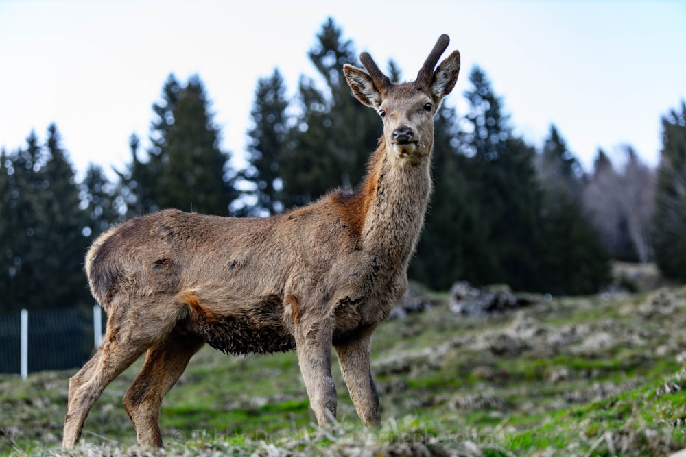 a deer standing on top of a lush green hillside