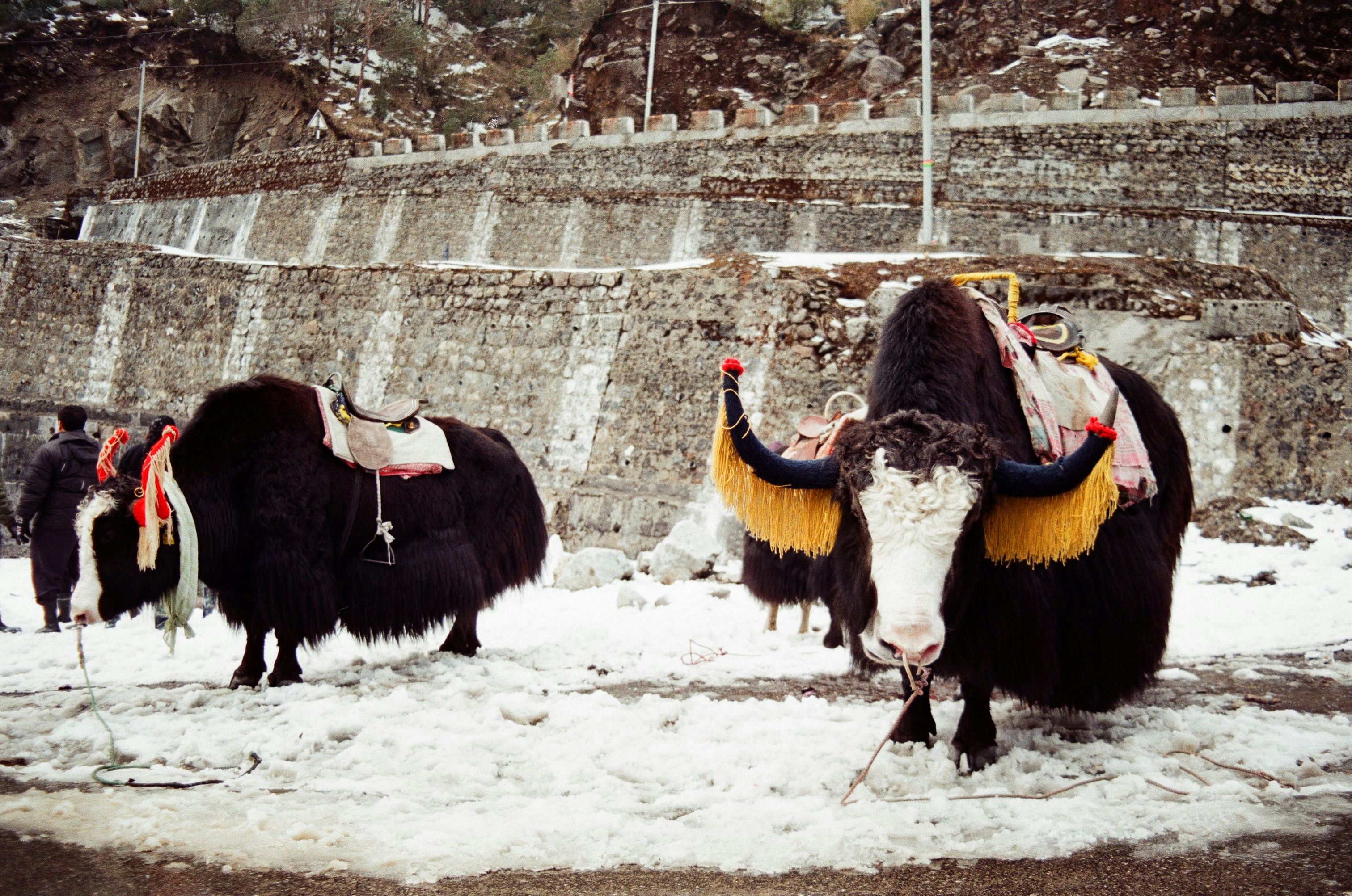 Die Bedeutung der Yaks in der tibetischen Kultur und Wirtschaft