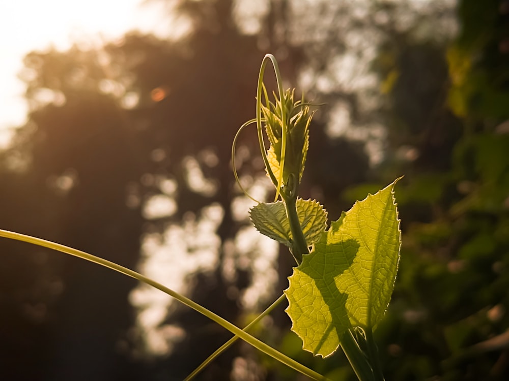 Gros plan d’une feuille avec le soleil en arrière-plan