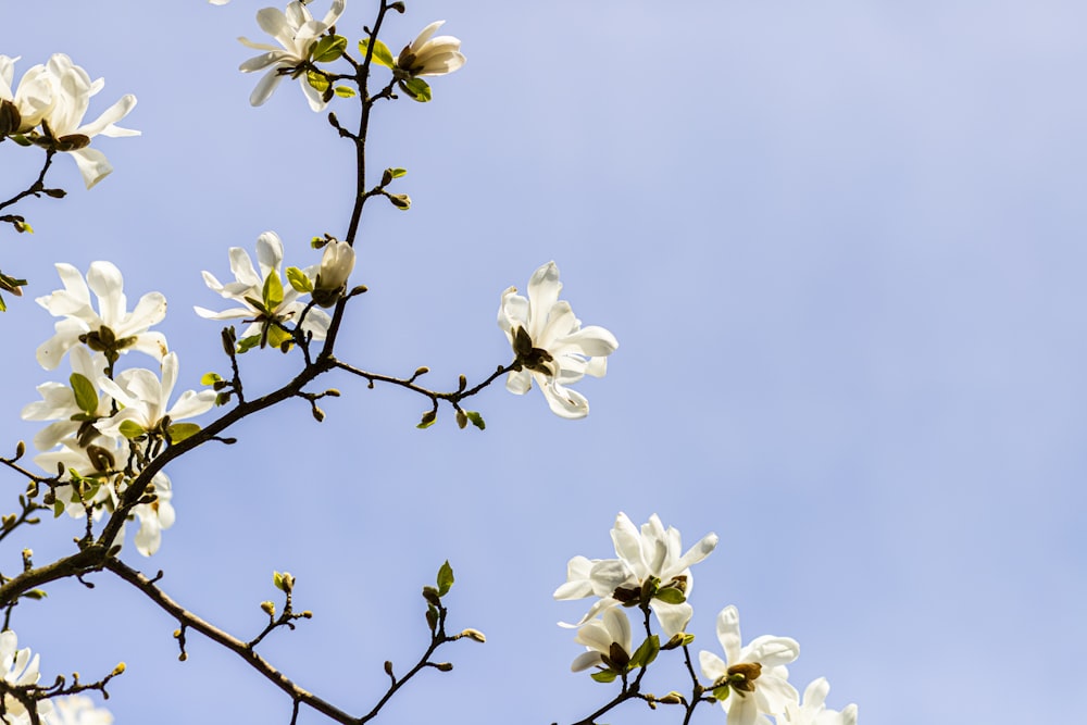 a tree branch with white flowers against a blue sky