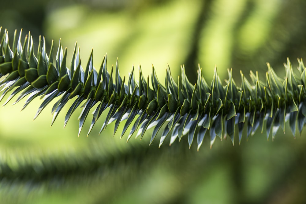 a close up of a pine tree branch