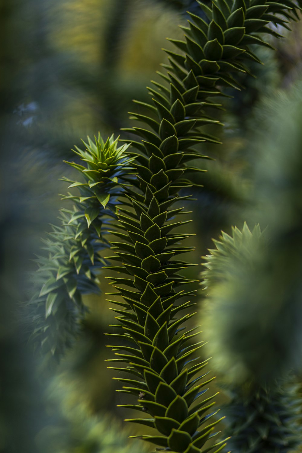 a close up of a green plant with lots of leaves