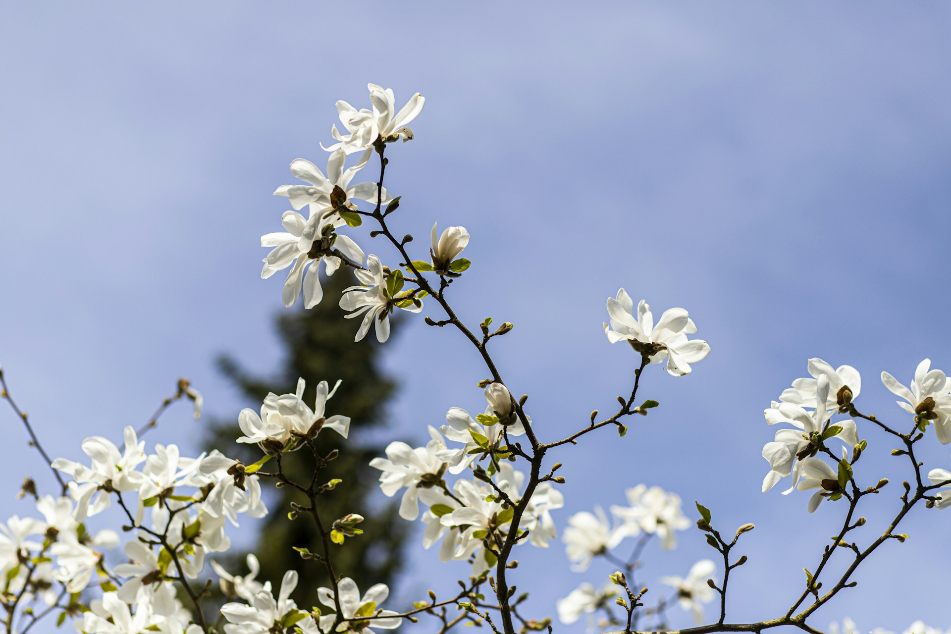 a tree branch with white flowers against a blue sky