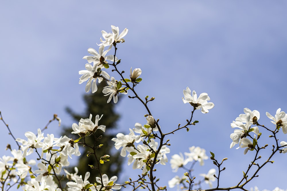 una rama de árbol con flores blancas contra un cielo azul