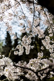 A serene cherry blossom tree in full bloom against a soft sky backdrop.