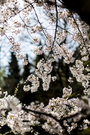 The serene beauty of cherry blossoms in Tokyo during spring.