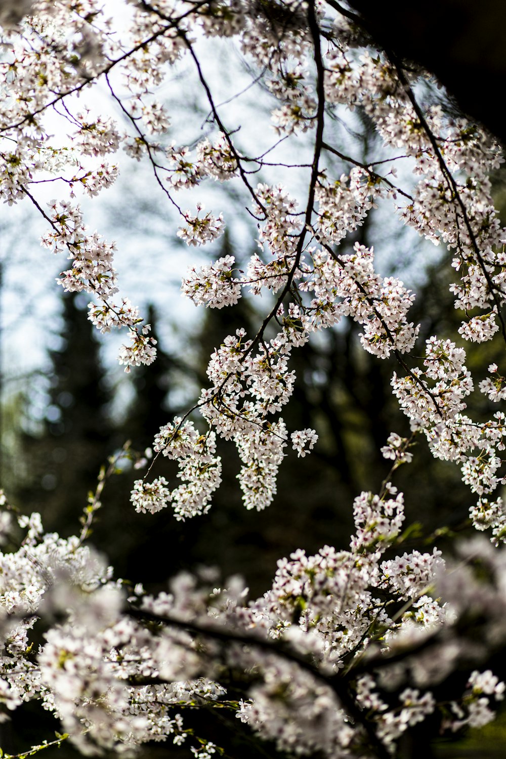 a close up of a tree with white flowers