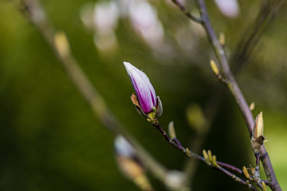 a purple flower budding on a tree branch