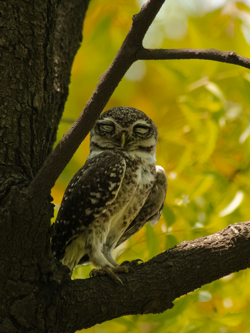 a small owl sitting on a tree branch