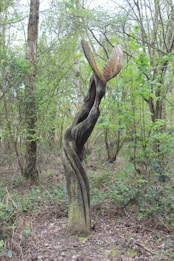 A wooden sculpture resembling a twisted and elongated form stands amidst a lush, green forest. The surrounding trees and underbrush create a natural backdrop, with sunlight filtering through the leaves.