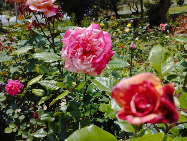 A vibrant assortment of colorful roses in a garden setting.