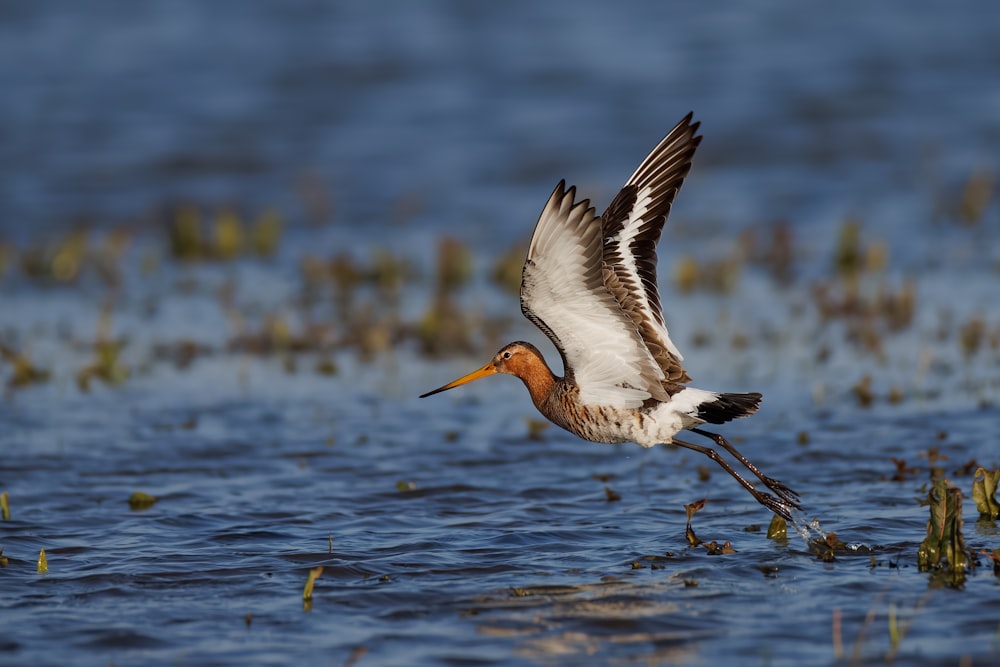 a bird flying over a body of water