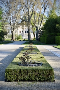 A well-maintained garden features manicured hedges with evenly spaced metal plant baskets containing small bushes. The pathway is bordered by large, mature trees that arch over the scene, leading the eye towards a grand building in the background.