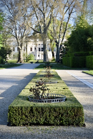 A well-maintained garden features manicured hedges with evenly spaced metal plant baskets containing small bushes. The pathway is bordered by large, mature trees that arch over the scene, leading the eye towards a grand building in the background.