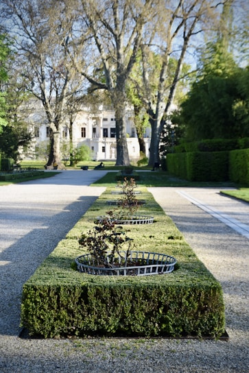 A well-maintained garden features manicured hedges with evenly spaced metal plant baskets containing small bushes. The pathway is bordered by large, mature trees that arch over the scene, leading the eye towards a grand building in the background.
