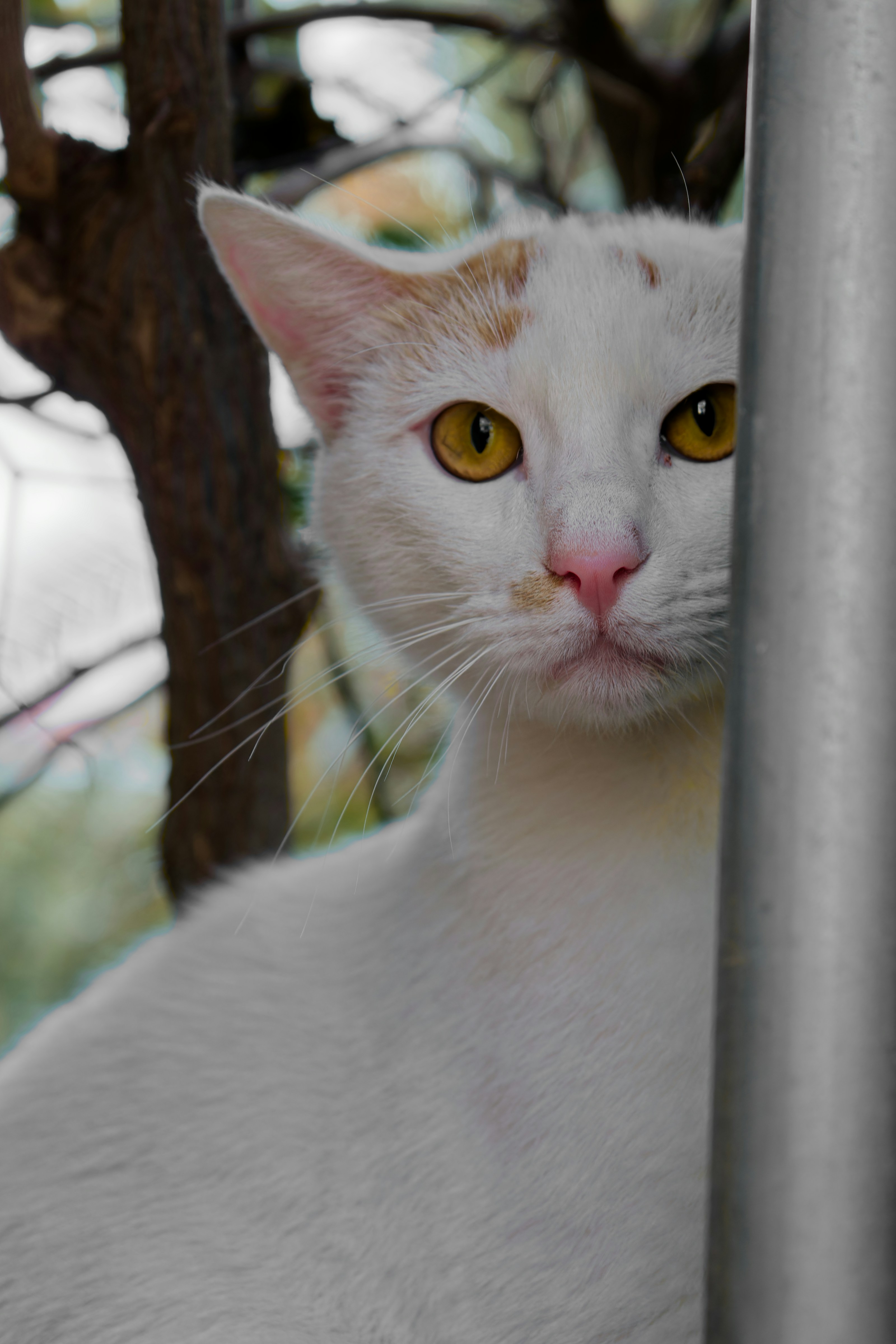 a close up of a cat behind a pole