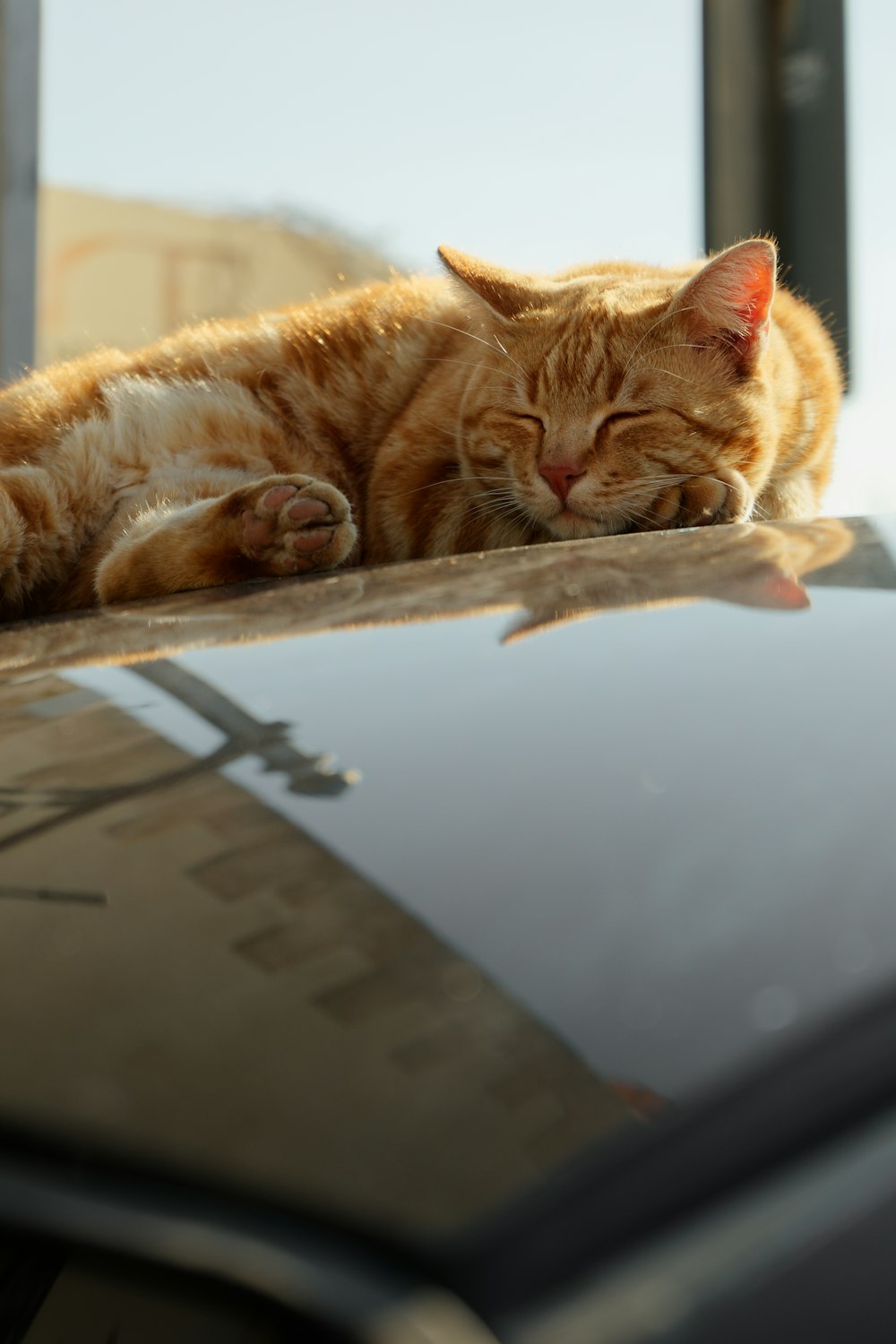 an orange cat laying on top of a car