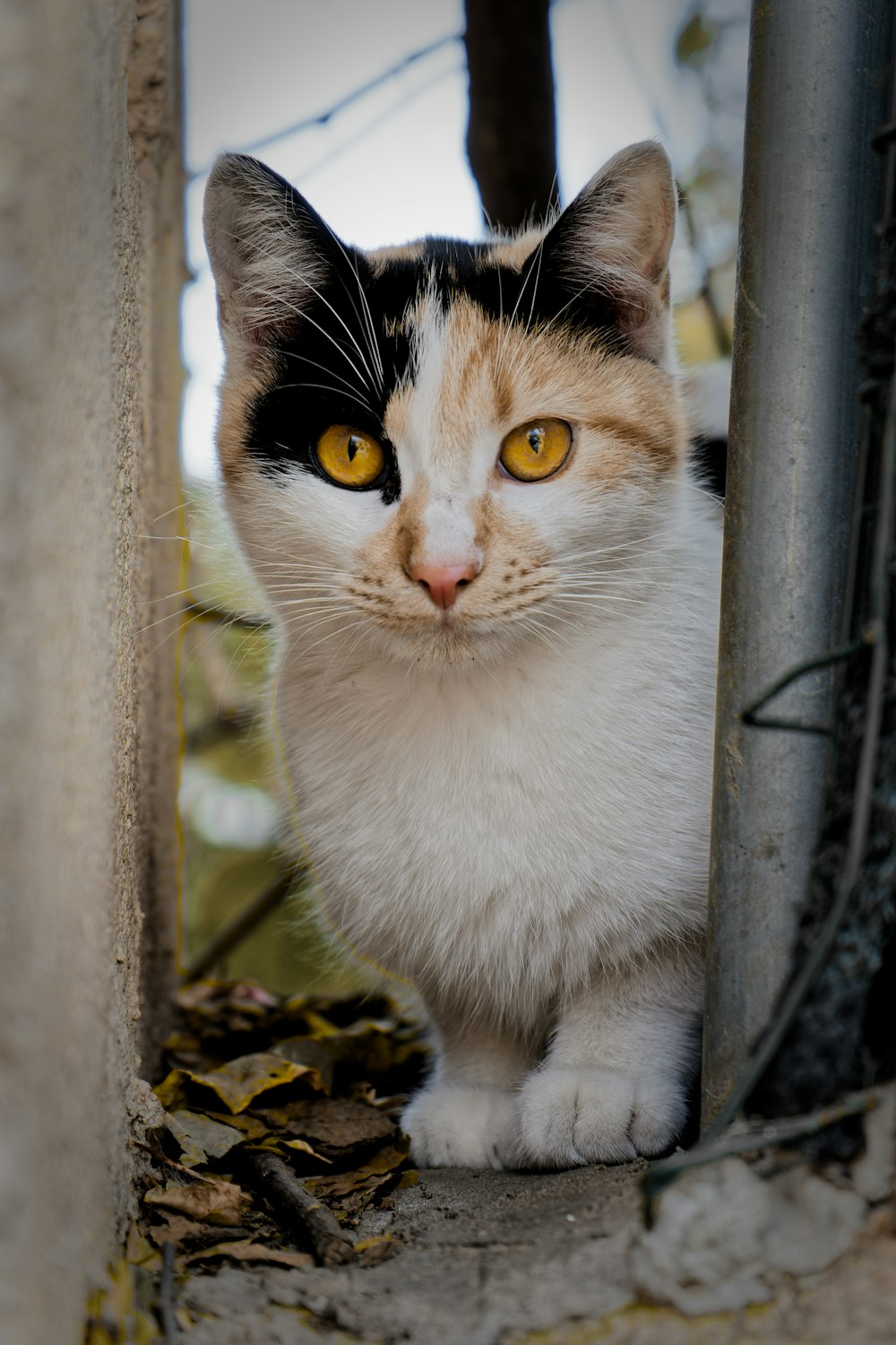 a black, white and orange cat with yellow eyes