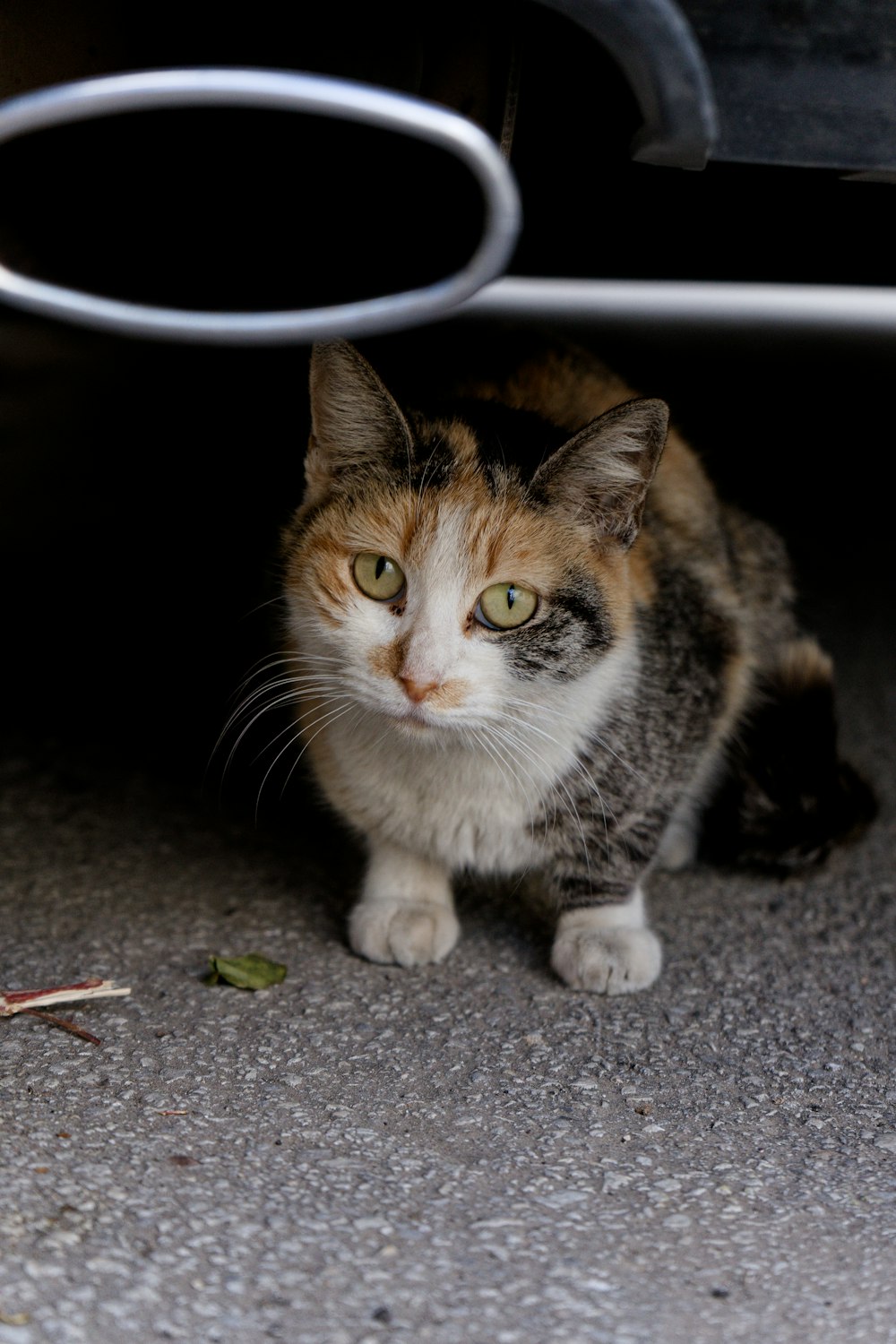 a cat sitting under a car looking at the camera