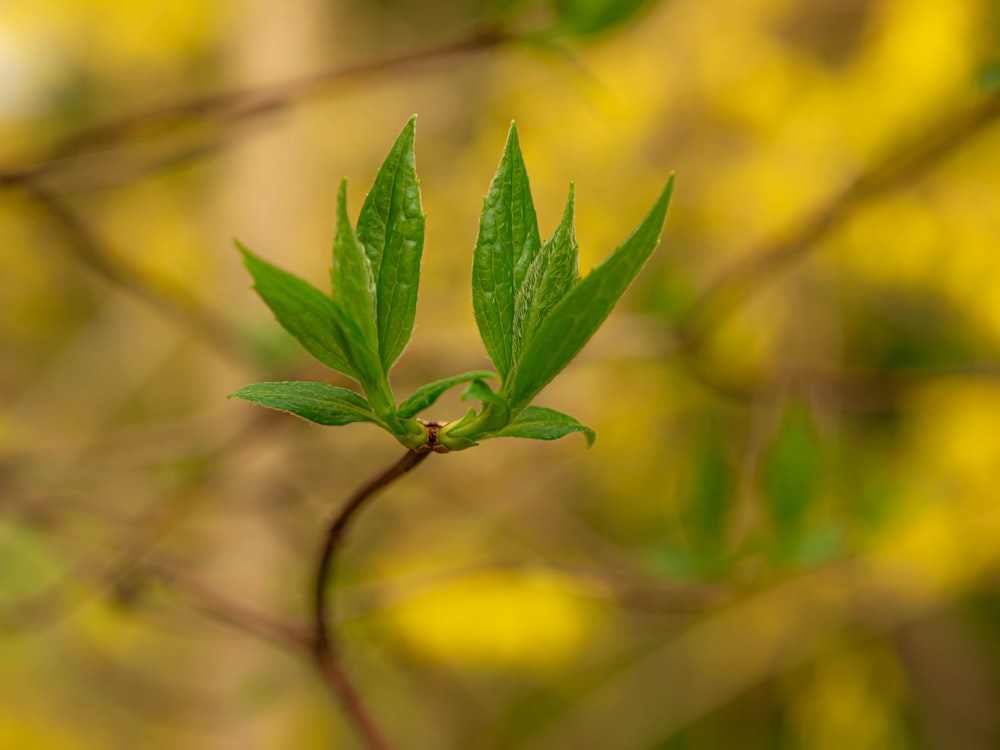 a close up of a green leaf on a tree